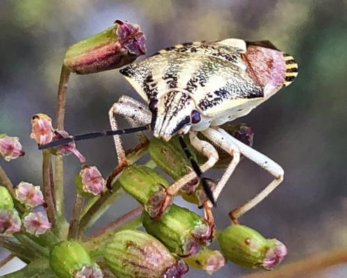 Carpocoris pudicus
